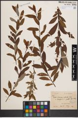 Foto von Salix cinerea L. x Salix purpurea L.